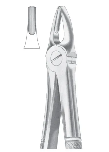 Fig.2 Upper Laterals &amp; Canines 